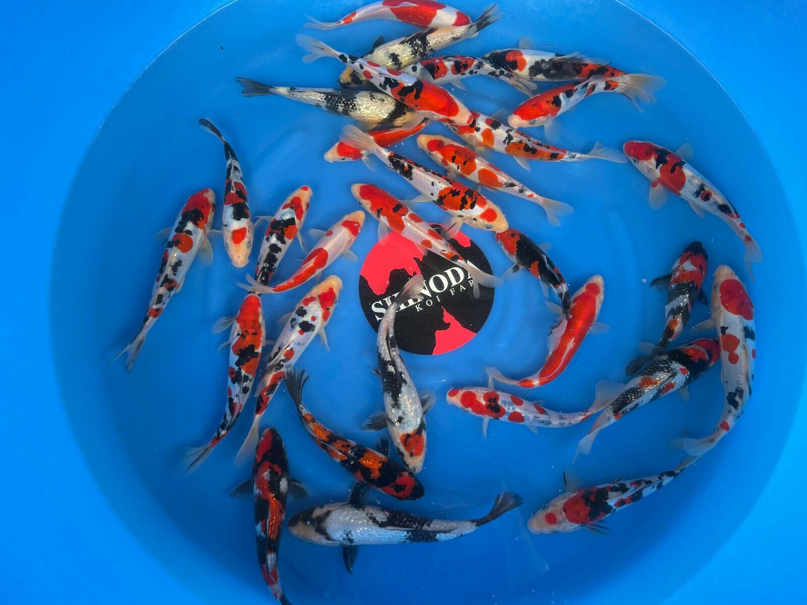 5 Qty HQ DOITSU Gosanke 8-10” JAPANESE Koi live fish (1) 5 Qty HQ DOITSU Gosanke 8-10” JAPANESE Koi live fish