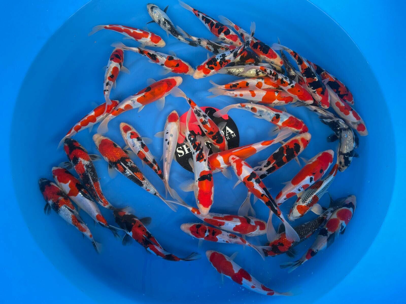 5 Qty HQ DOITSU Gosanke 8-10” JAPANESE Koi live fish