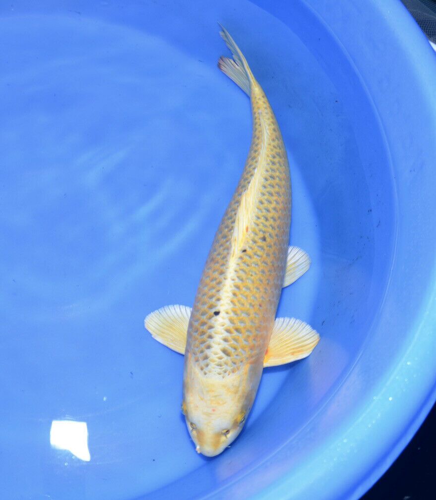 18” Ki Matsuba Ogon JAPANESE Koi live fish (1) ki matsuba ogon