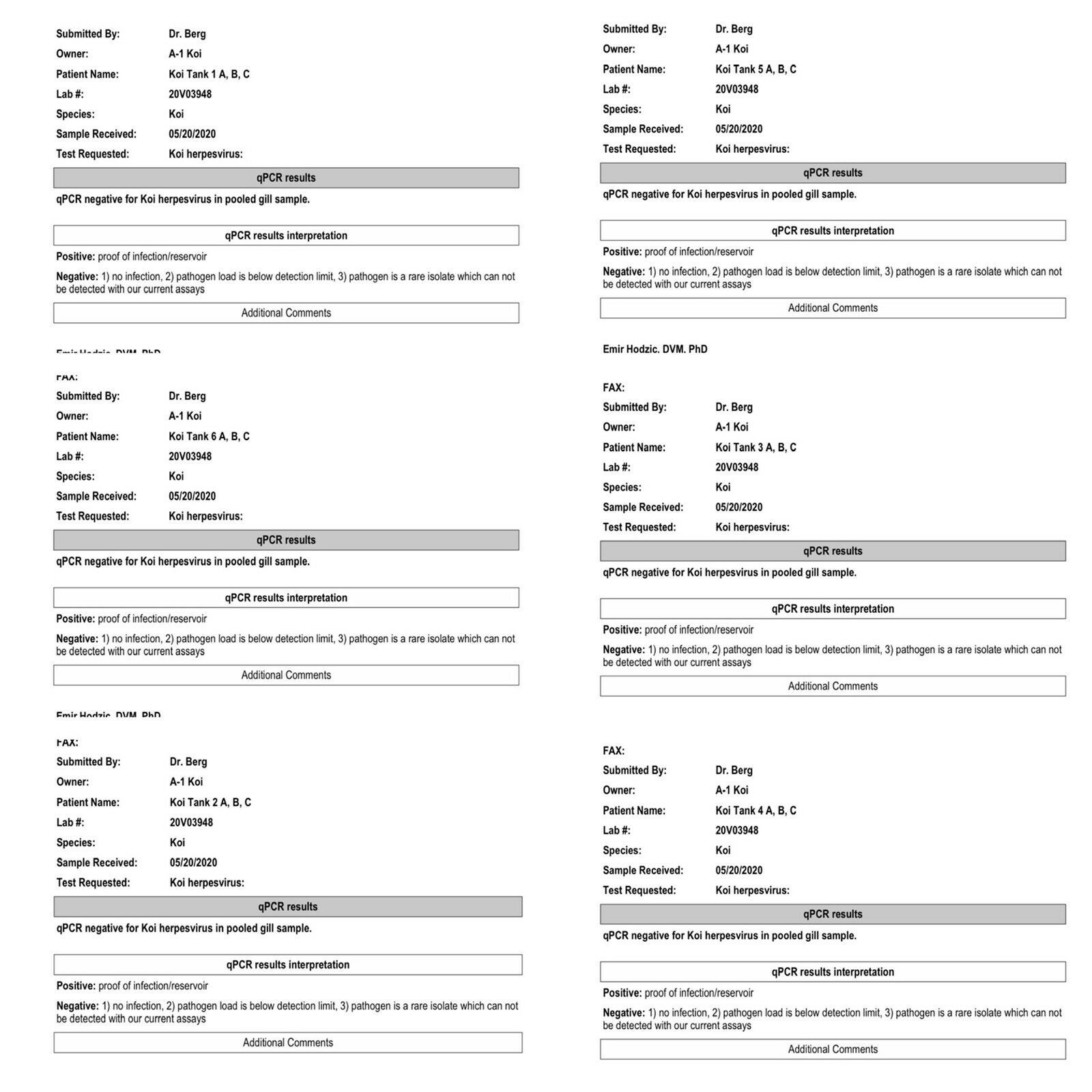 Marujyu bred 17” high quality tancho sanke (3)