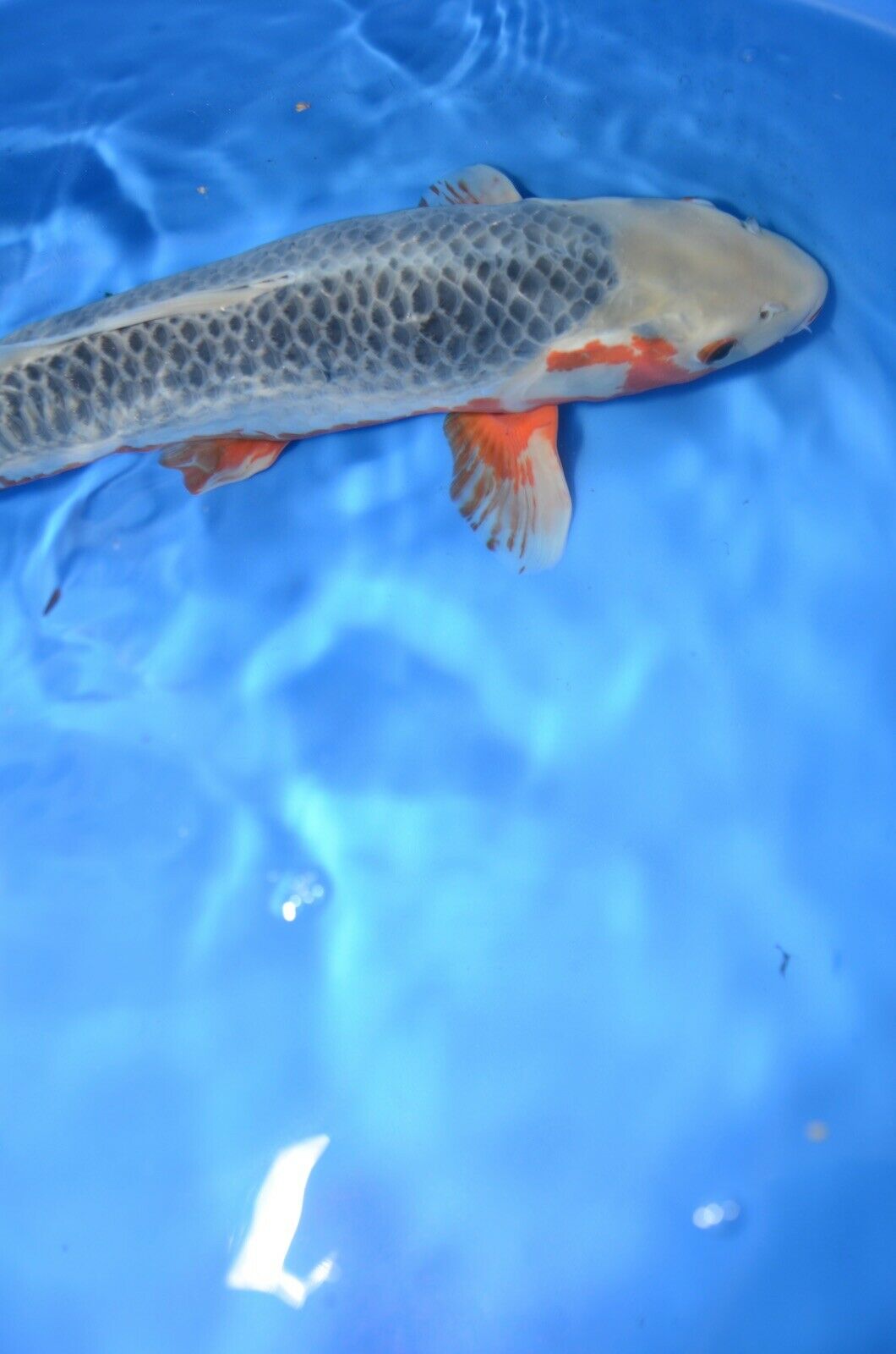 JAPANESE Koi live fish standard fin A1koi (2)