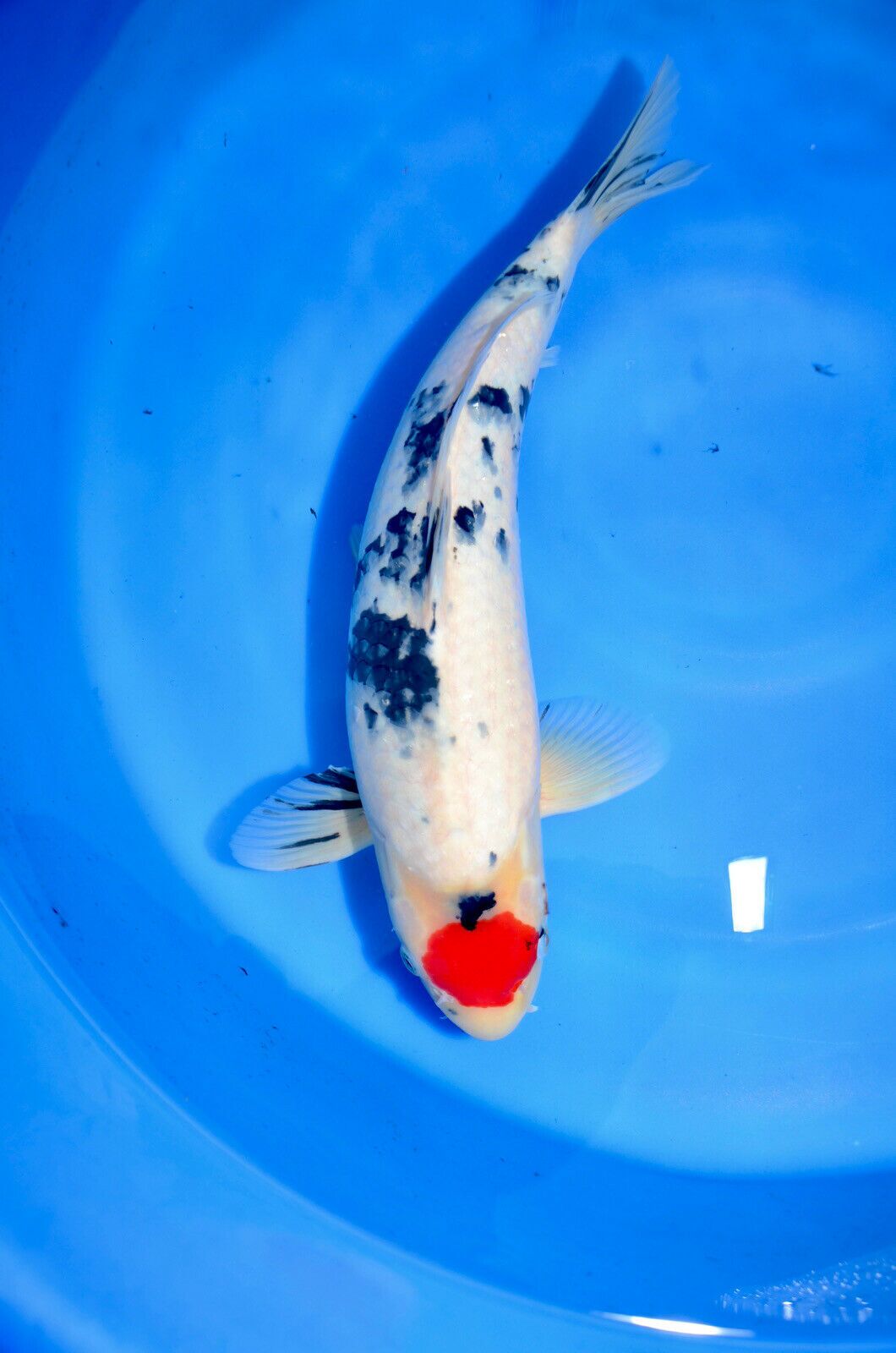 Marujyu bred 17” high quality tancho sanke (2)