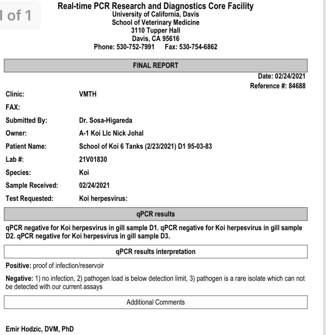 3 HQ Benigoi Koi 8-10” JAPANESE Koi live fish (1) 3 HQ Benigoi Koi 8-10” JAPANESE Koi live fish