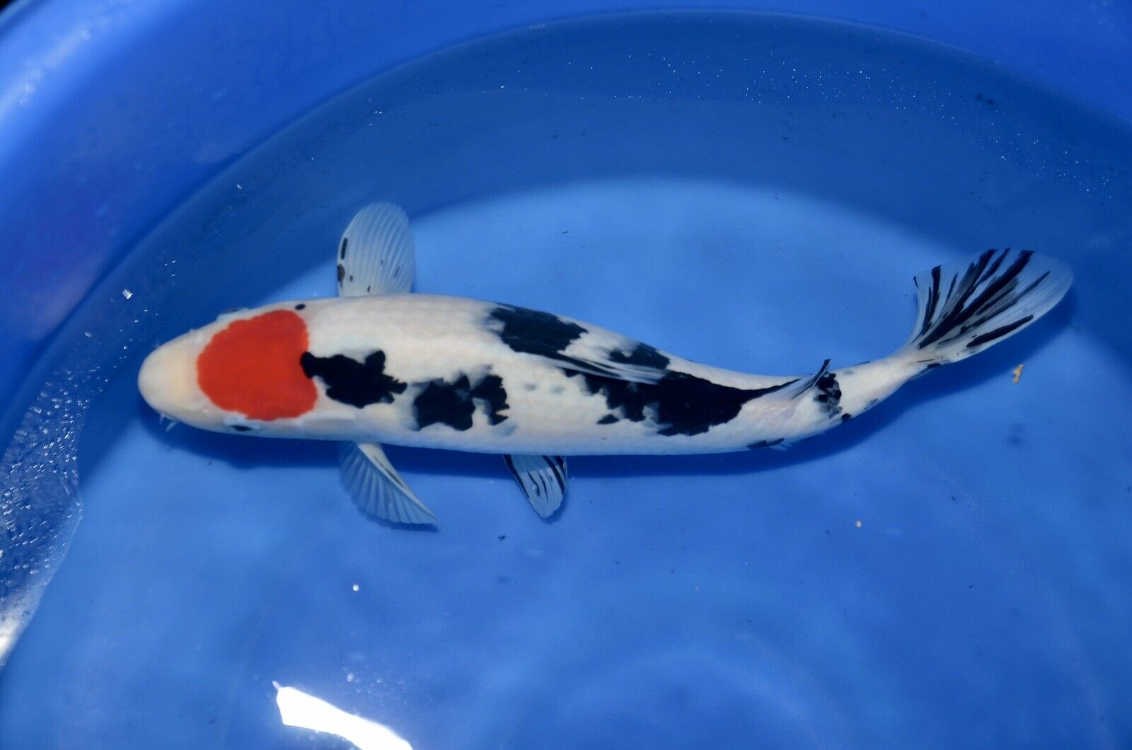 Tamaura bred Tamaura bred