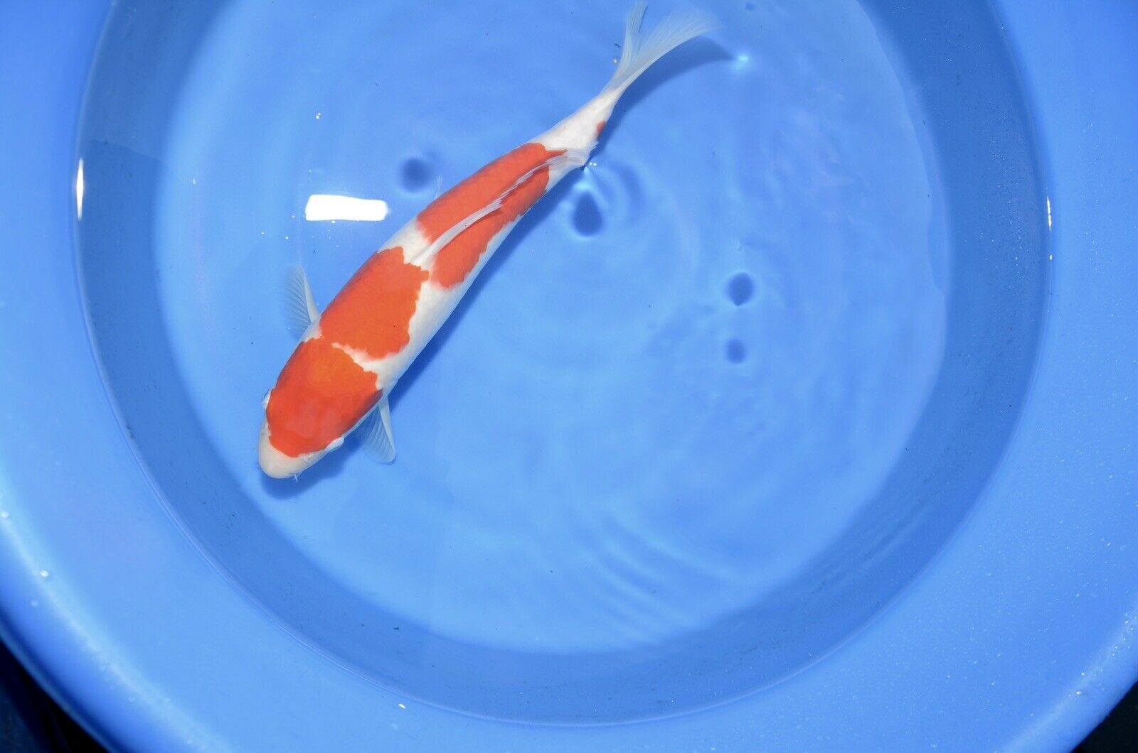 16” FEMALE Kohaku High Quality JAPANESE Koi live fish