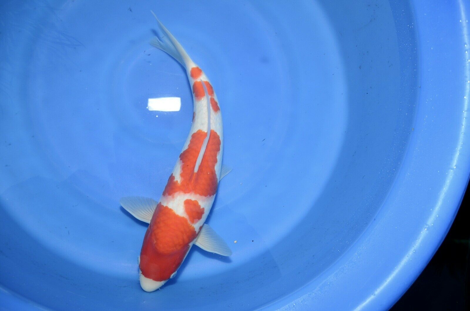 16” FEMALE Kohaku High Quality JAPANESE Koi live fish (1)