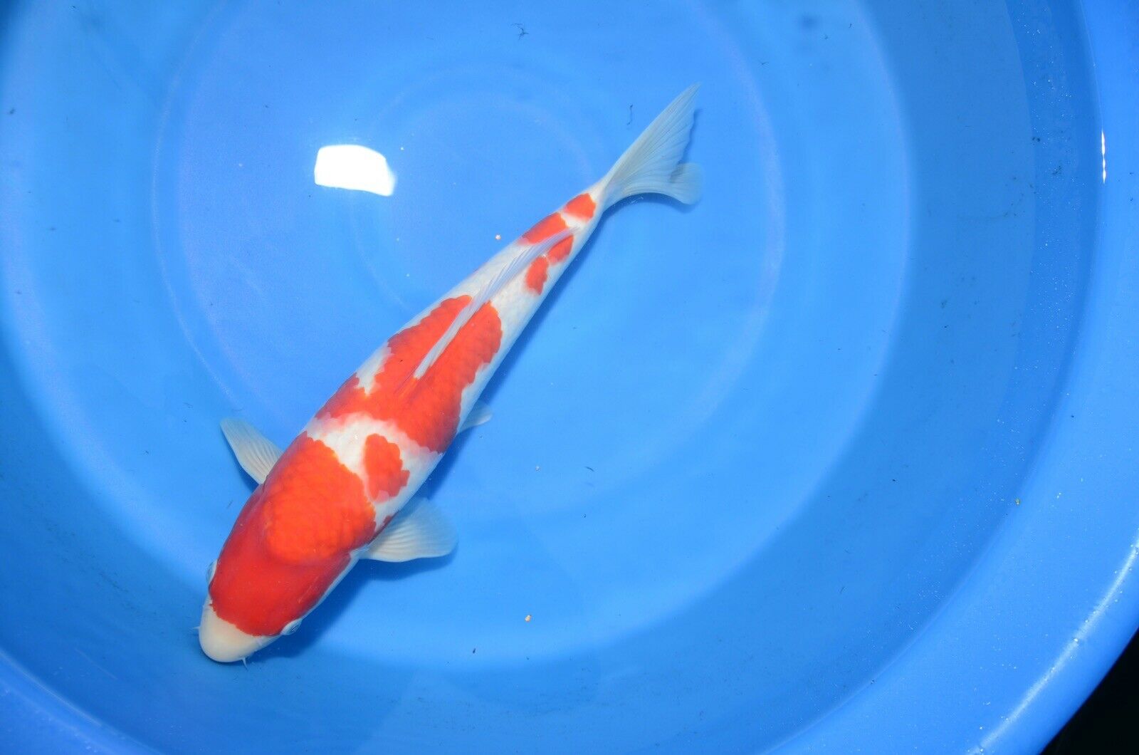 16” FEMALE Kohaku High Quality JAPANESE Koi live fish (2) japanese koi ponds