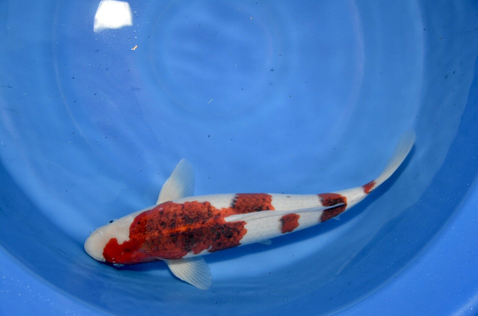 18” Ai Goromo JAPANESE Koi live fish (1) 18” Ai Goromo High Quality JAPANESE Koi live fish