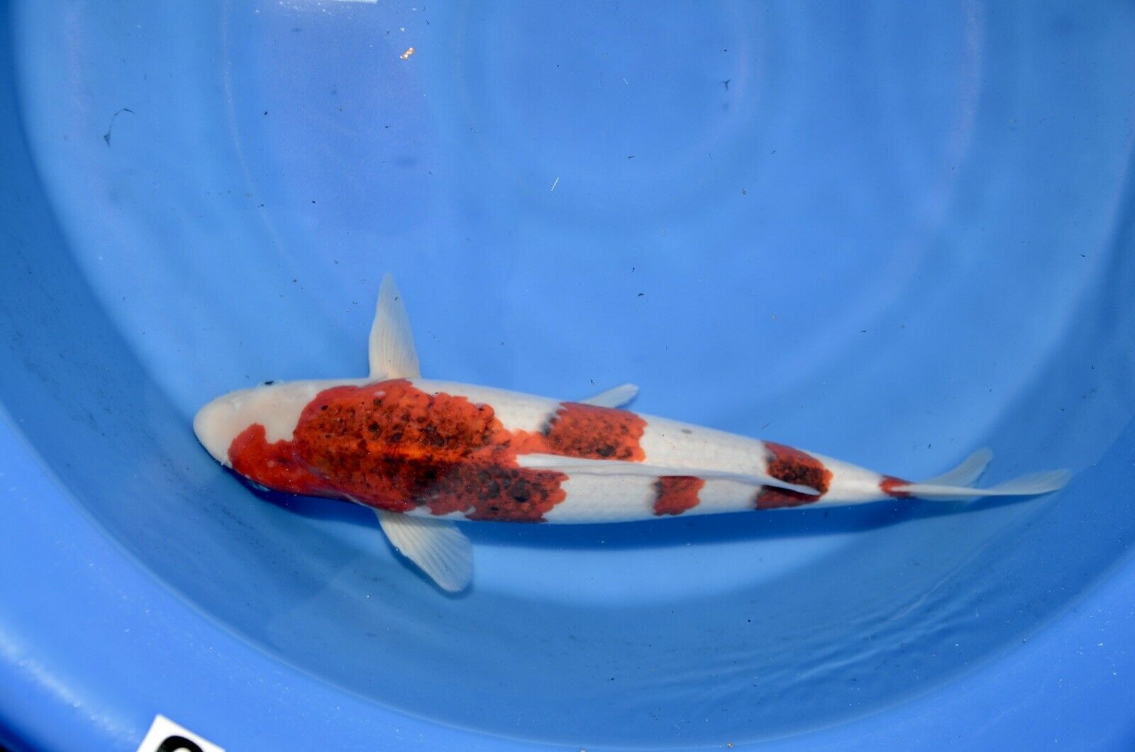 18” Ai Goromo JAPANESE Koi live fish (2) 18” Ai Goromo High Quality JAPANESE Koi live fish