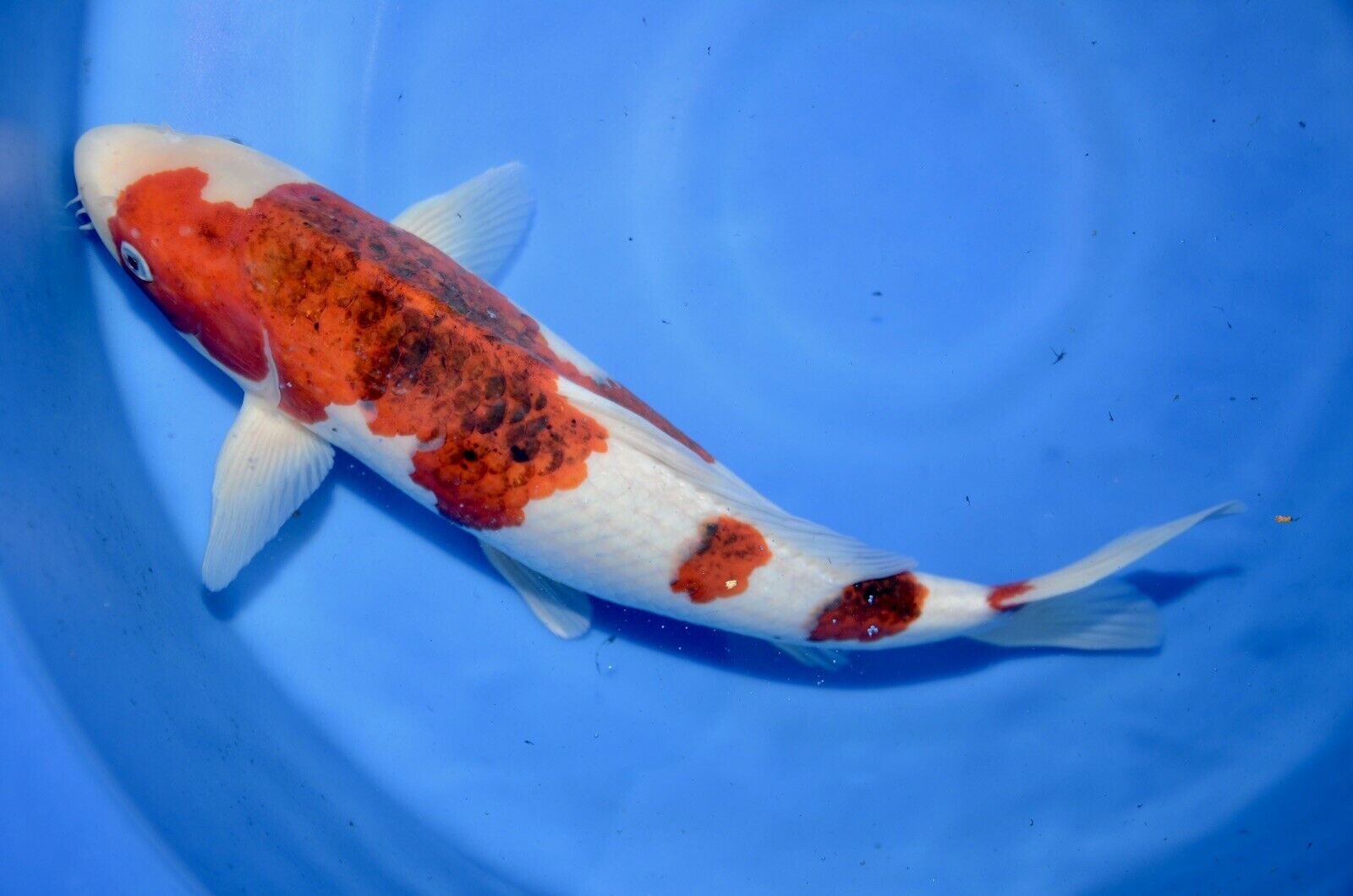 18” Ai Goromo High Quality JAPANESE Koi live fish