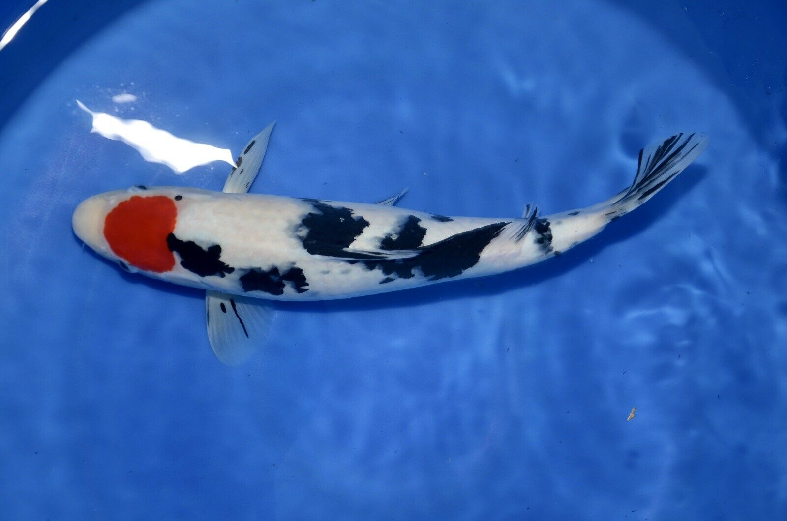 Tamaura bred Tamaura bred