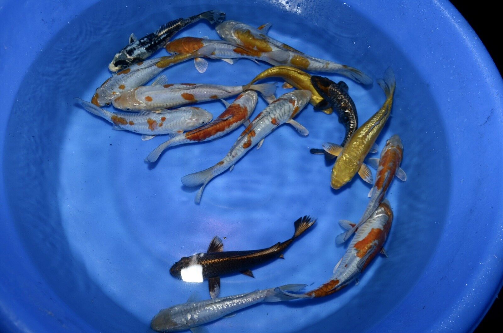 3 HQ Kawarimono Koi 8-10” JAPANESE Koi live fish (10) 3 HQ Kawarimono Koi 8-10” JAPANESE Koi live fish