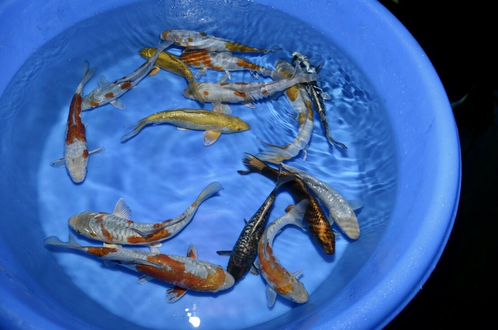 3 HQ Kawarimono Koi 8-10” JAPANESE Koi live fish (11) 3 HQ Kawarimono Koi 8-10” JAPANESE Koi live fish