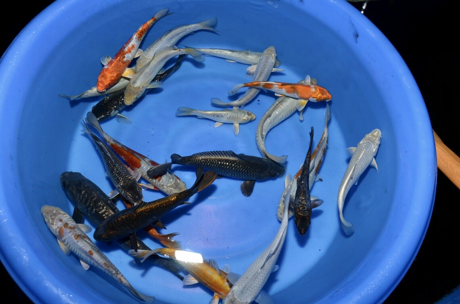 5 HQ Kawarimono Koi 8-10” JAPANESE Koi live fish (10) kawarimono assorted mix of armored scaled dragon type 8-10” tosai
