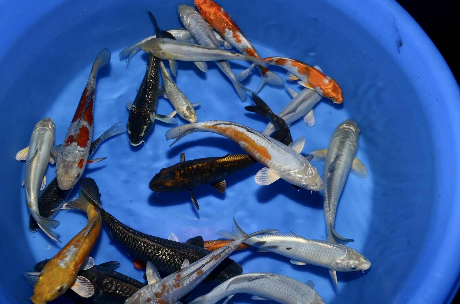 5 HQ Kawarimono Koi 8-10” JAPANESE Koi live fish (11) kawarimono assorted mix of armored scaled dragon type 8-10” tosai
