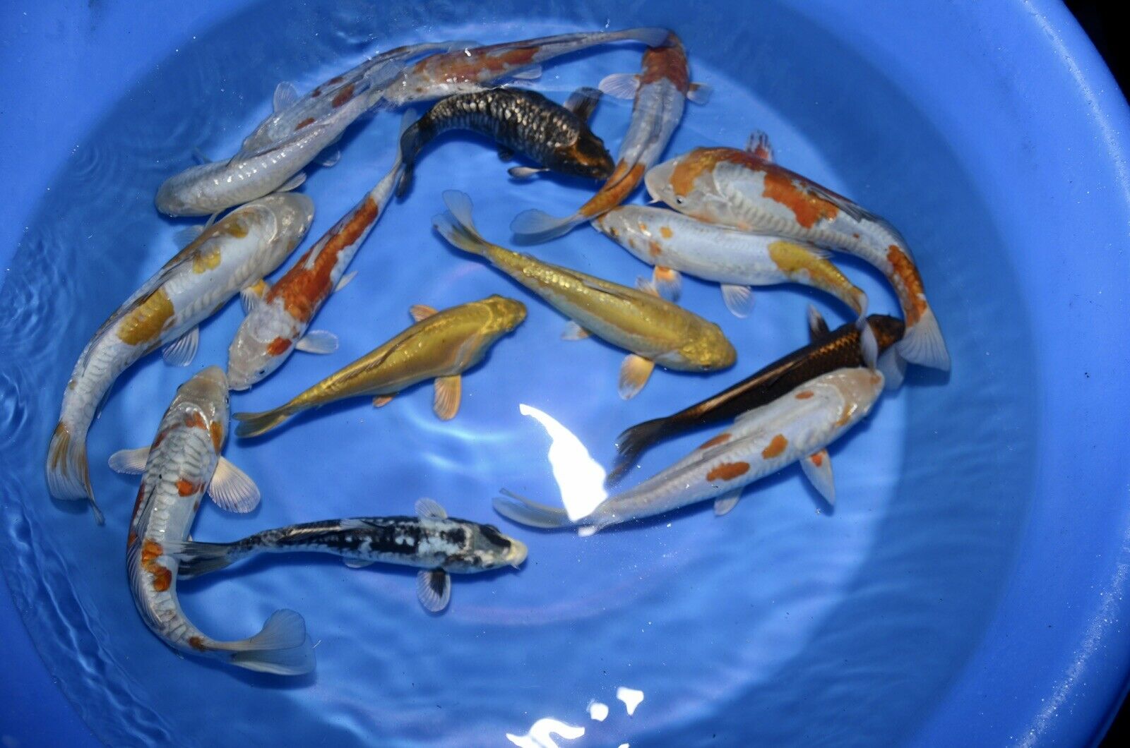 5 HQ Kawarimono Koi 8-10” JAPANESE Koi live fish (3) kawarimono assorted mix of armored scaled dragon type 8-10” tosai