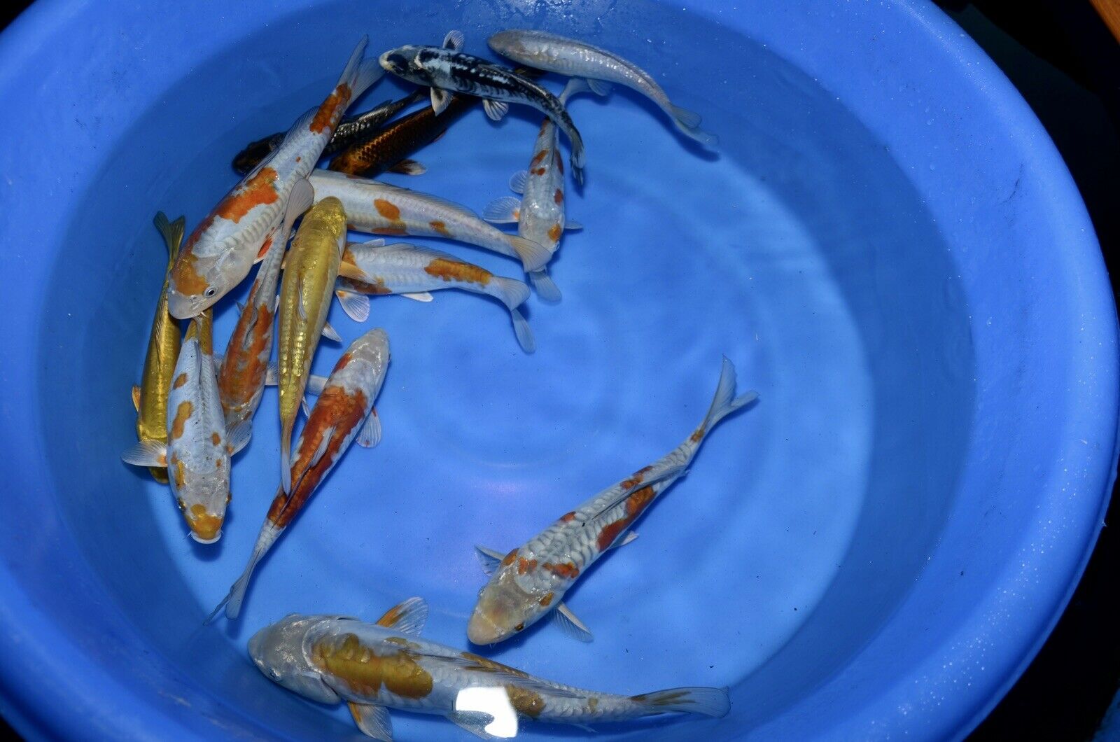 5 HQ Kawarimono Koi 8-10” JAPANESE Koi live fish (4) kawarimono assorted mix of armored scaled dragon type 8-10” tosai