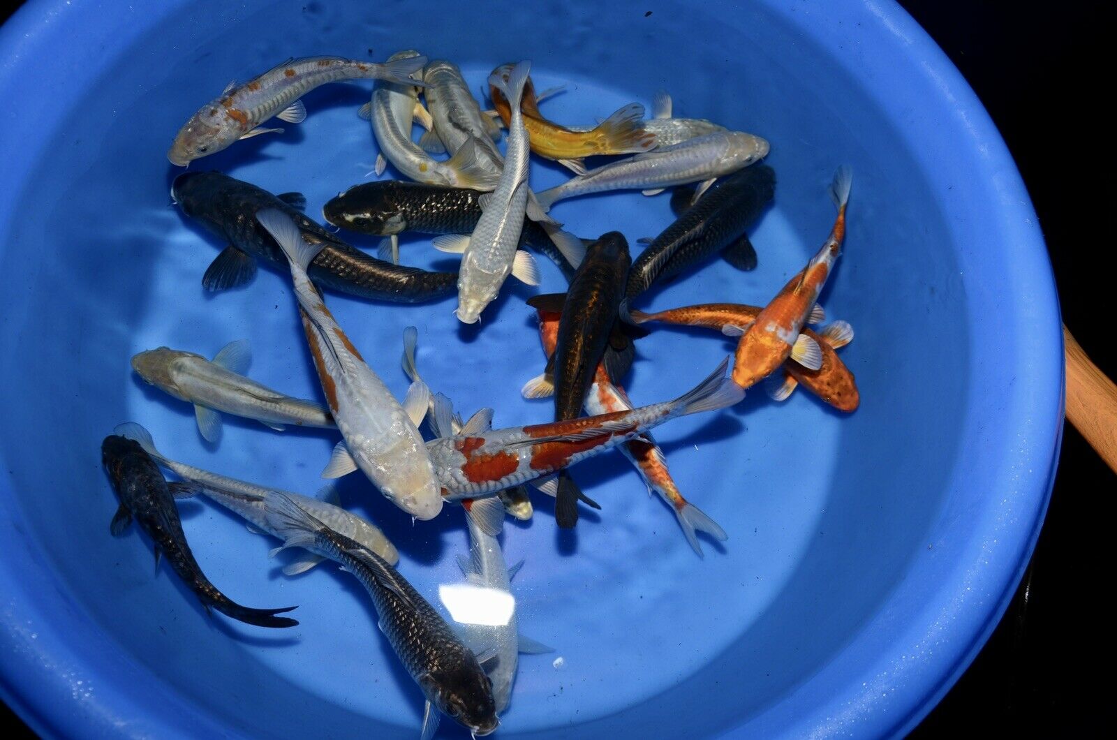 5 HQ Kawarimono Koi 8-10” JAPANESE Koi live fish (6) kawarimono assorted mix of armored scaled dragon type 8-10” tosai