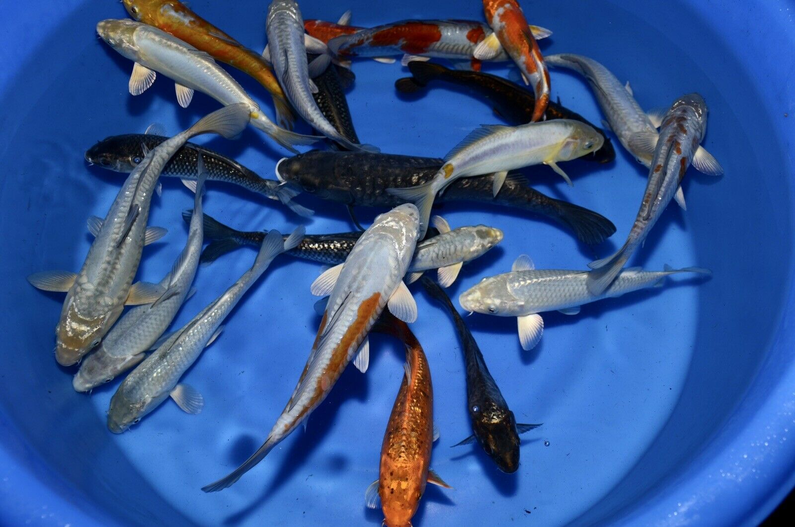 5 HQ Kawarimono Koi 8-10” JAPANESE Koi live fish (7) kawarimono assorted mix of armored scaled dragon type 8-10” tosai