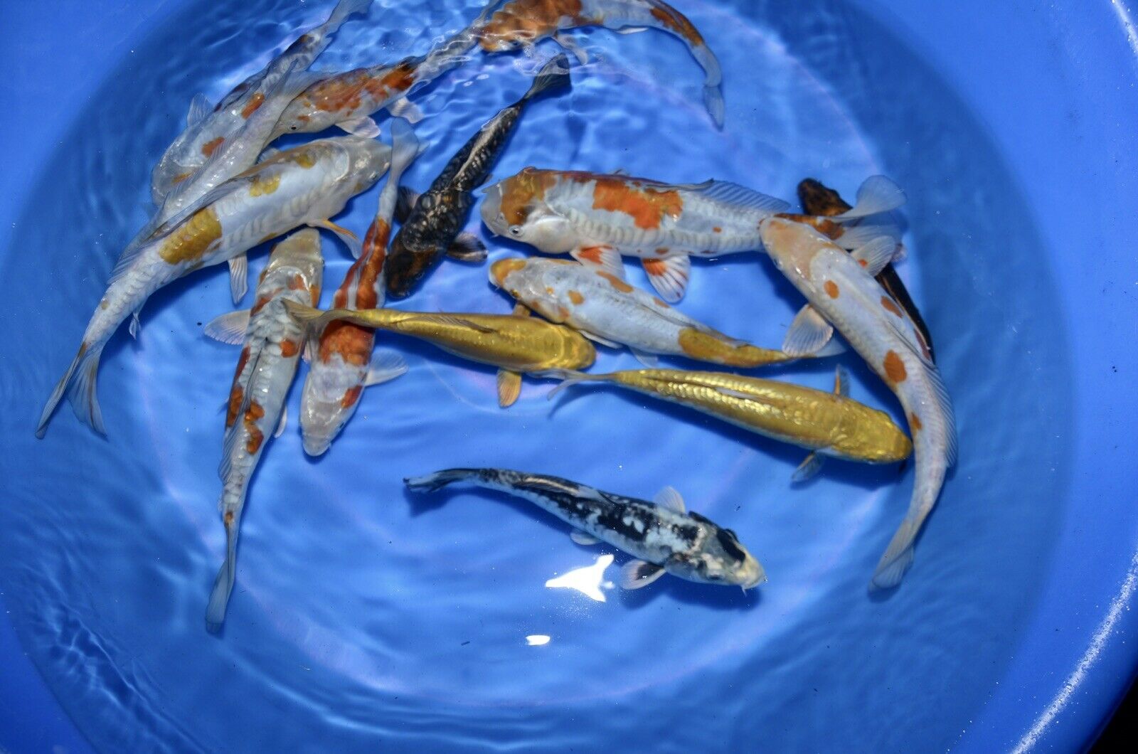 5 HQ Kawarimono Koi 8-10” JAPANESE Koi live fish (8) kawarimono assorted mix of armored scaled dragon type 8-10” tosai