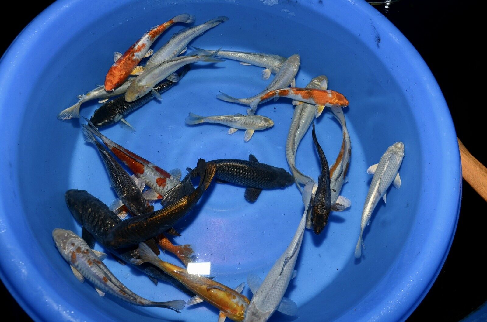 5 HQ Kawarimono Koi 8-10” JAPANESE Koi live fish (9) kawarimono assorted mix of armored scaled dragon type 8-10” tosai