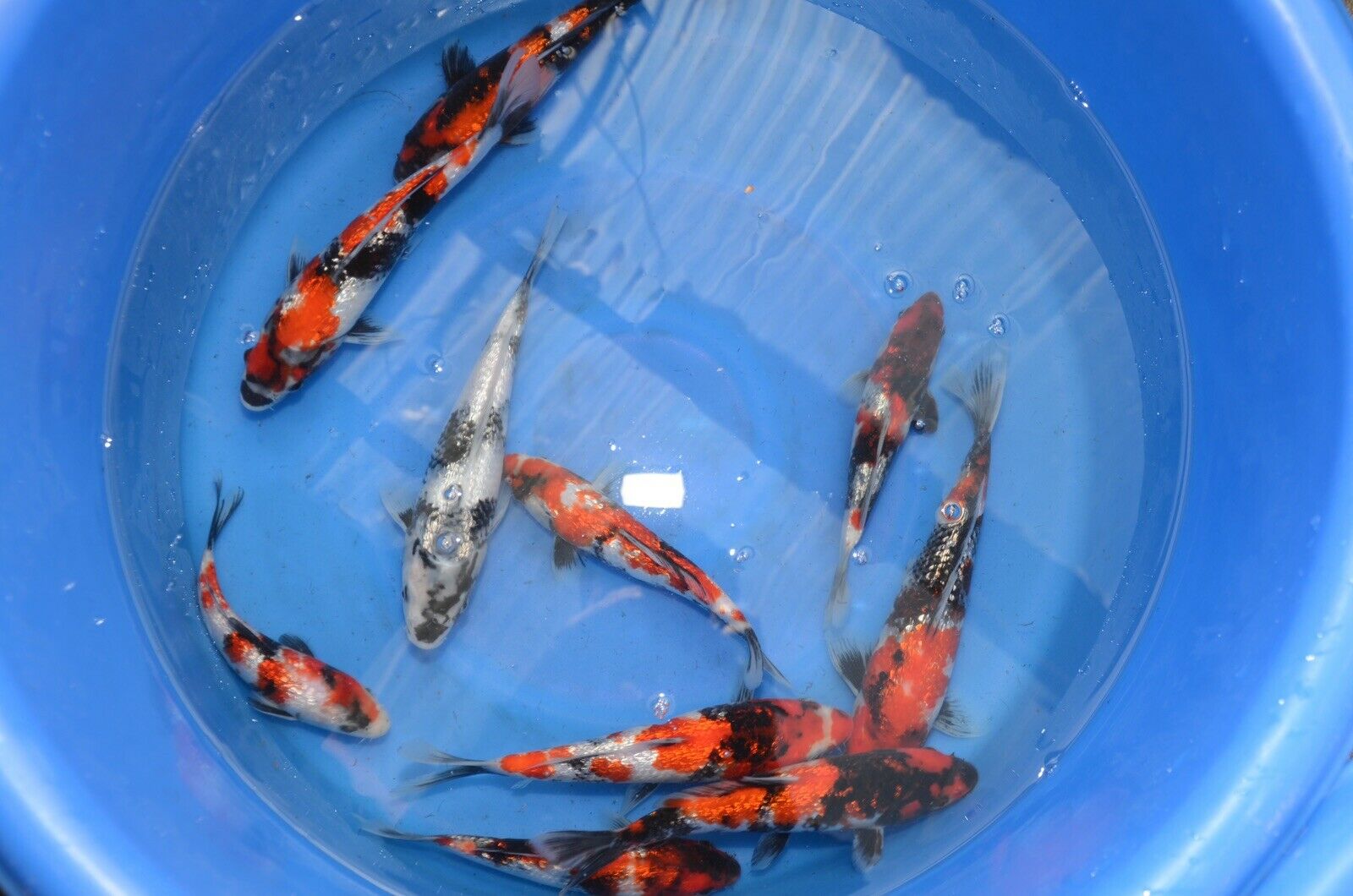 Koi live fish