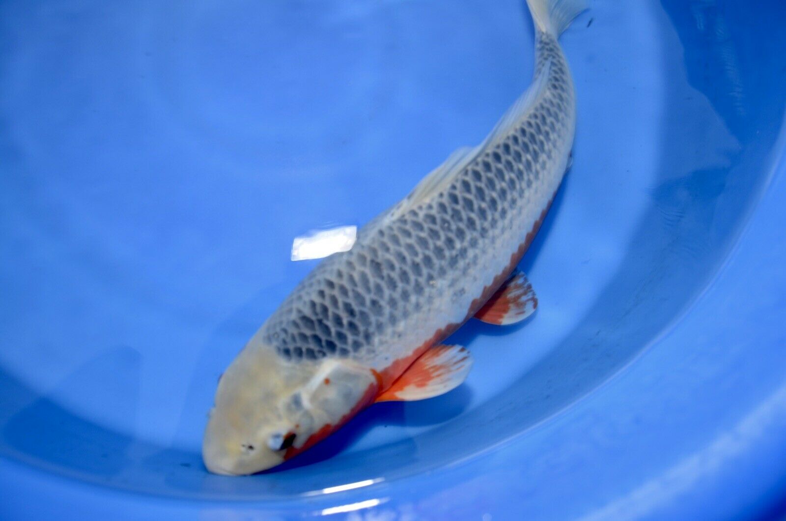 JAPANESE Koi live fish standard fin A1koi