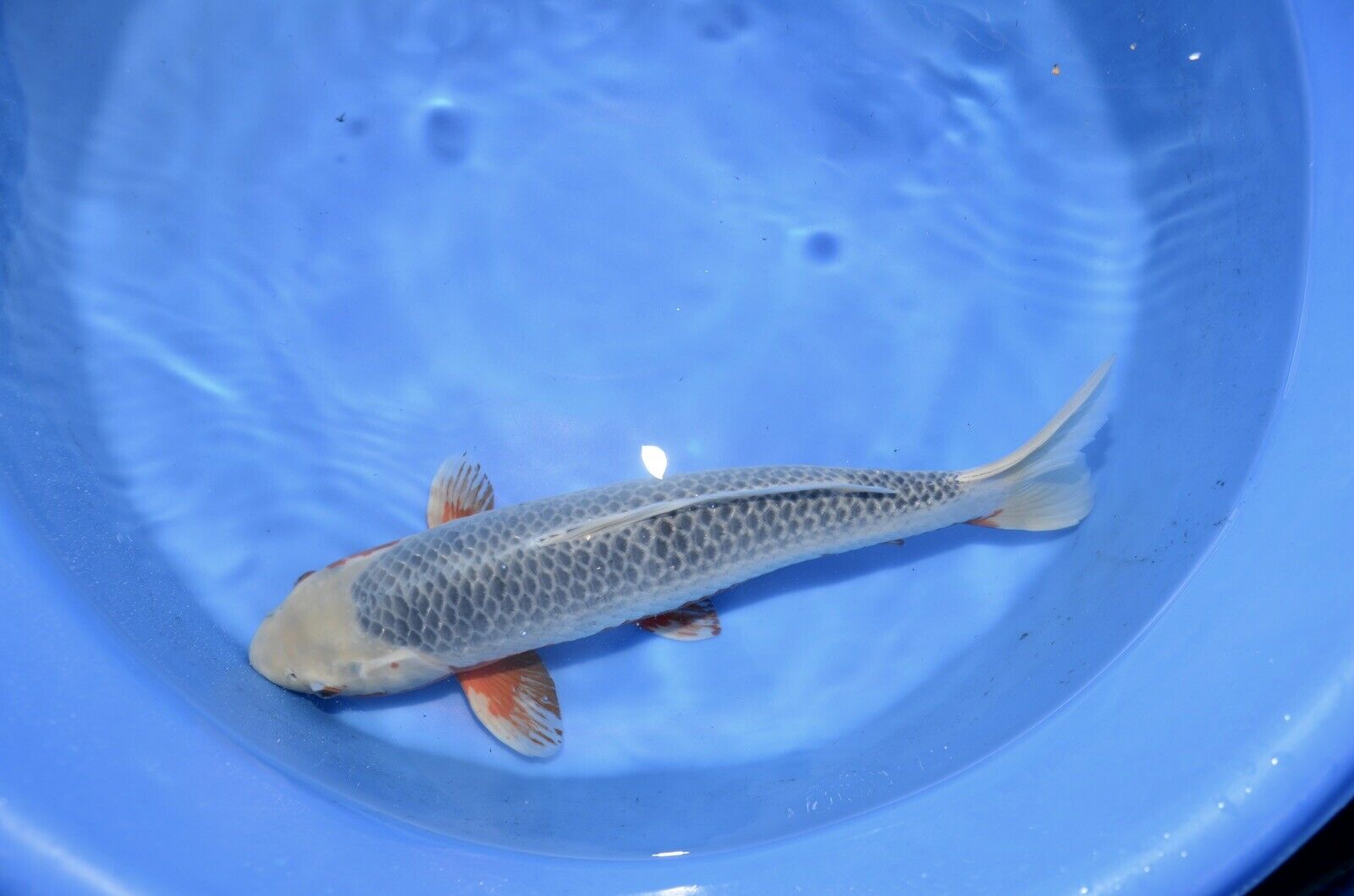 JAPANESE Koi live fish standard fin A1koi (3)