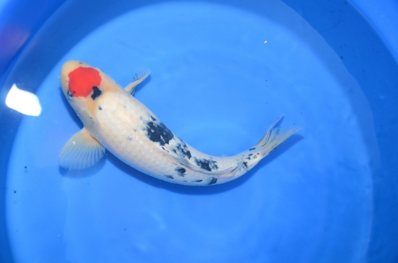 Marujyu bred 17” high quality tancho sanke (1)