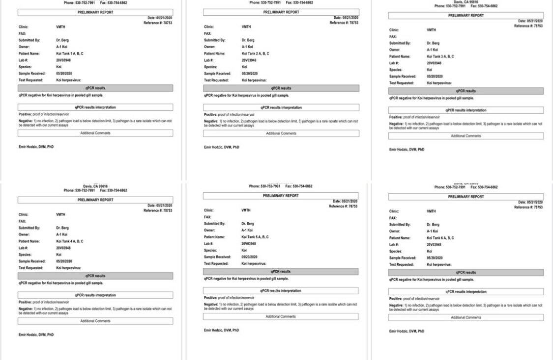 Shusui 5-6” tosai 1year old Shusui 5-6” tosai 1year old