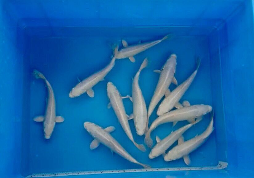 5 QTY Platinum Ogon Tosai 6-7” JAPANESE Koi live fish standard