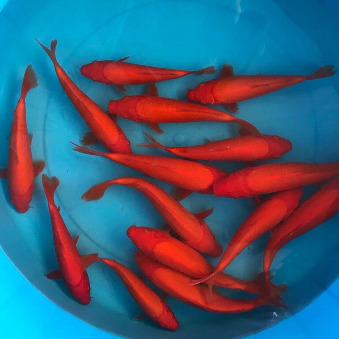 3 HQ Benigoi Koi 8-10” JAPANESE Koi live fish