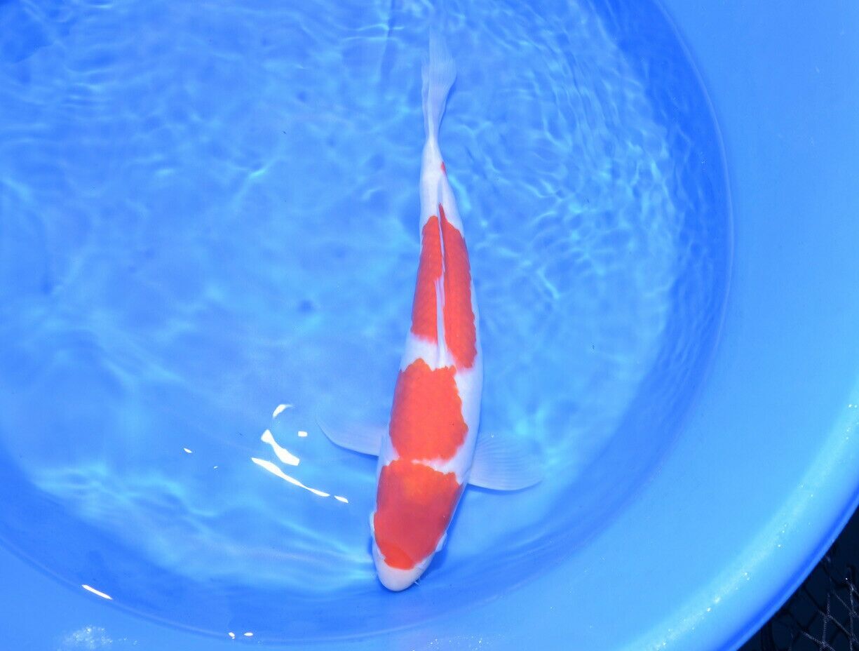 16” FEMALE Kohaku (1)