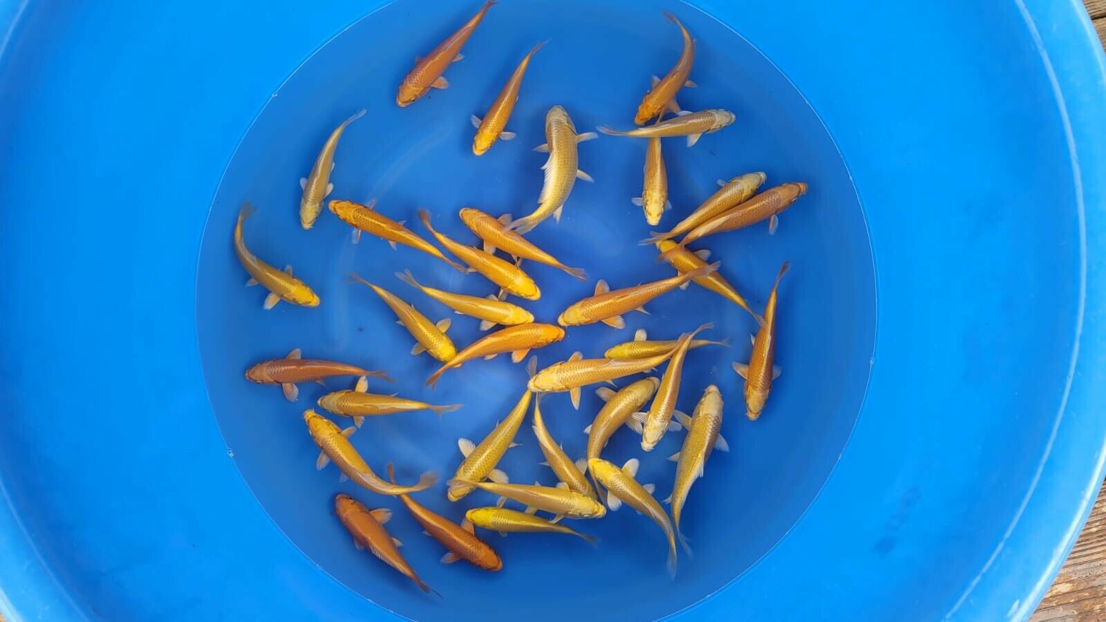 10 Japanese high quality assorted tosai 1year old yamabuki ogon 6-7” from izumiya koi farm